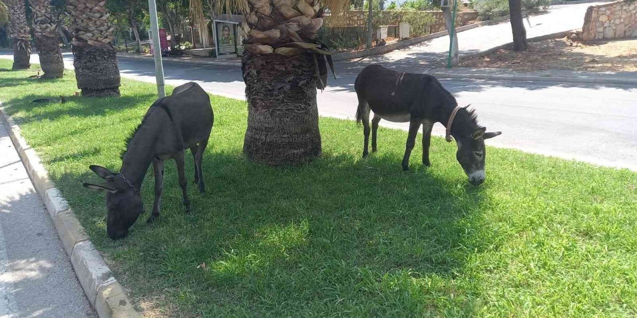 Bodrum’da başıboş eşeklerin çimen keyfi