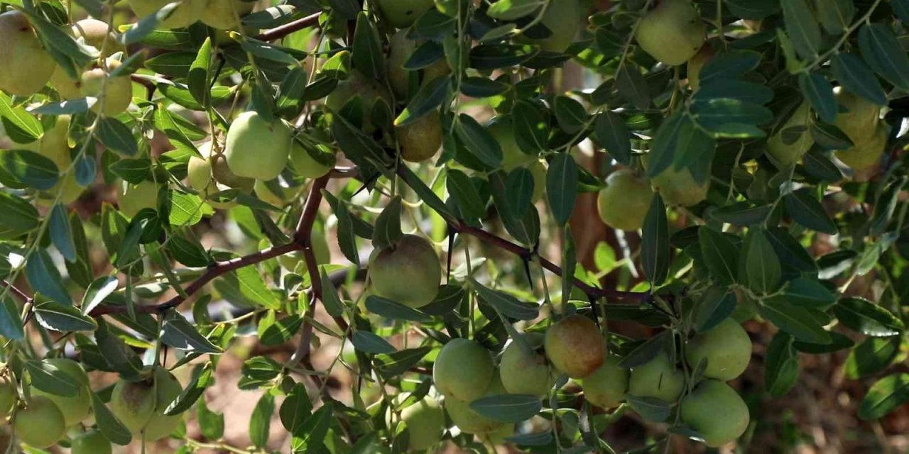 Başkan Çerçioğlu, alternatif tarım ürünleriyle Aydın çiftçisine destek oluyor