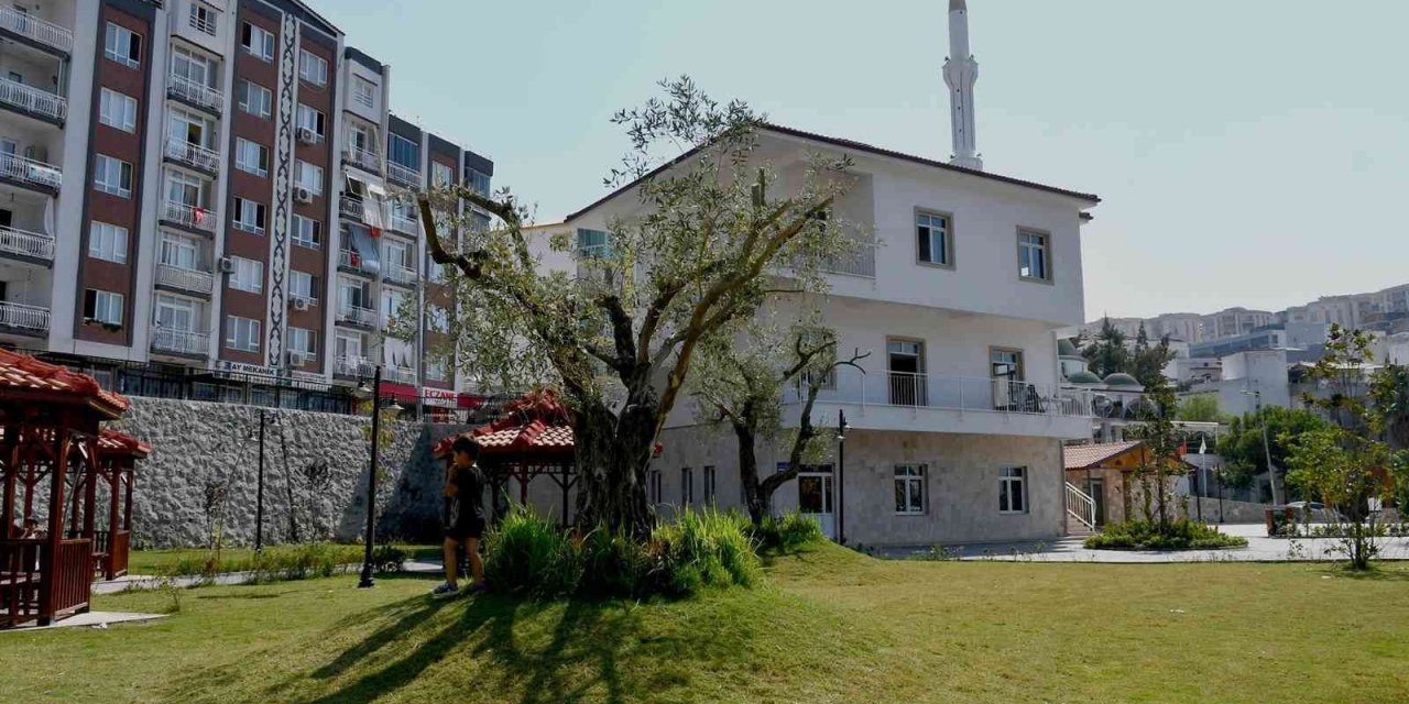 Kesilmekten kurtarılan ağaçlar parklara dikiliyor