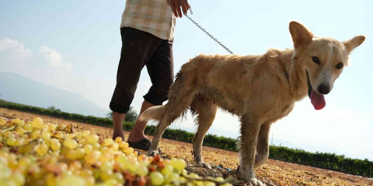 Geçmişte tüfekle korunan üzüm bağları eğitimli köpeklere emanet