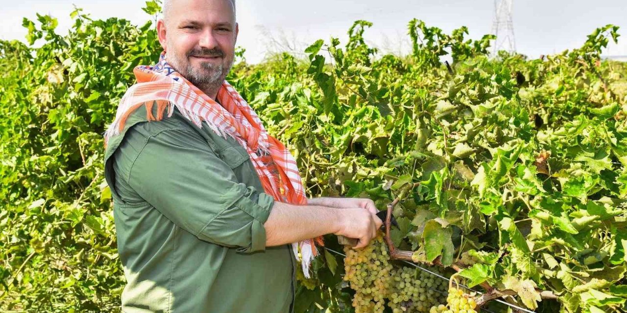 Başkan Vekili Pehlivan, traktör kullandı, üzüm hasadı yaptı