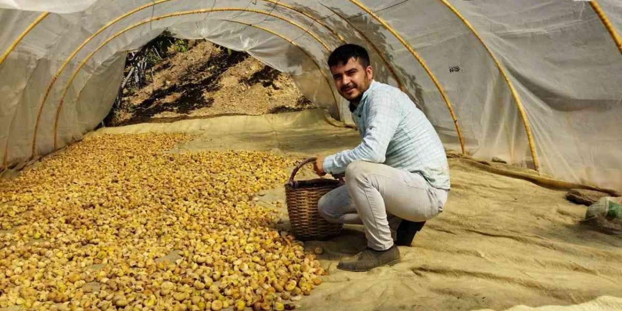 İncir fiyatları üreticinin yüzünü güldürdü