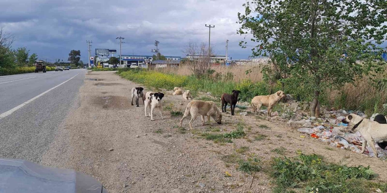 Aydınlı çobanlar sokak köpeği sorunlarının çözülmesini bekliyor