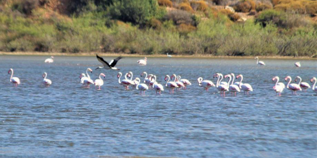 Flamingolar, Avşarlı’yı kabullendi