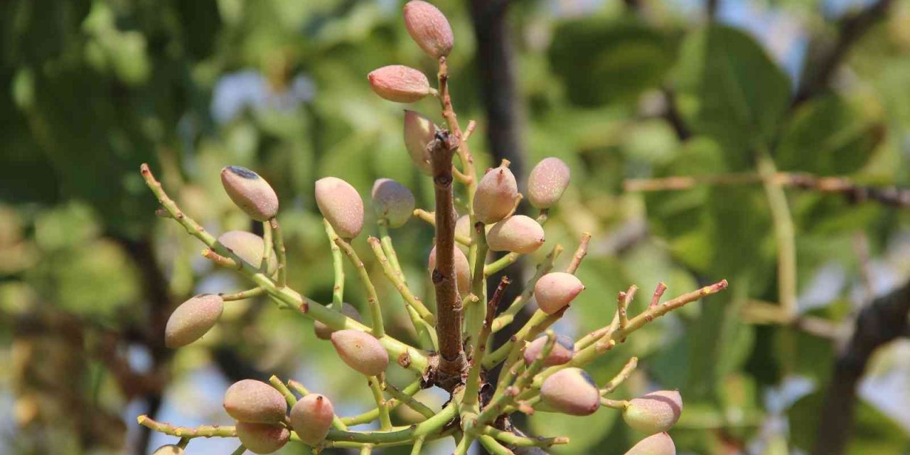 Antep Fıstığı üretimine başladılar kazançlarını 10’a katladılar