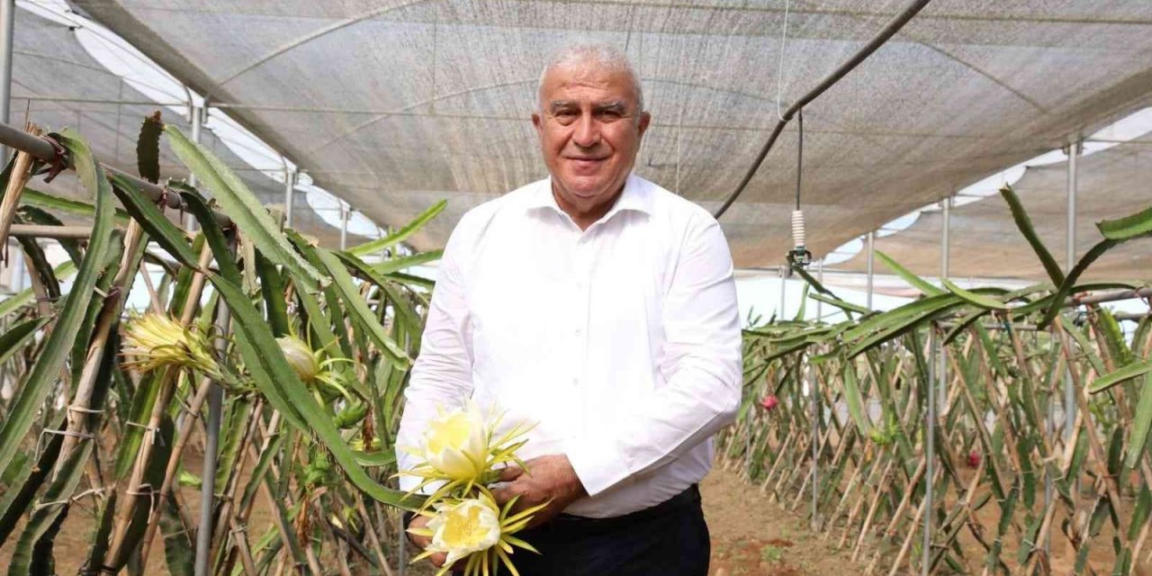 Başkan Atay’dan ejder meyvesi hasadı