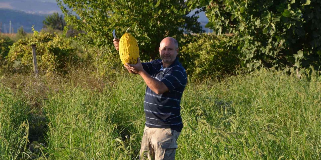 Kırkağaç kavununda ilk hasat