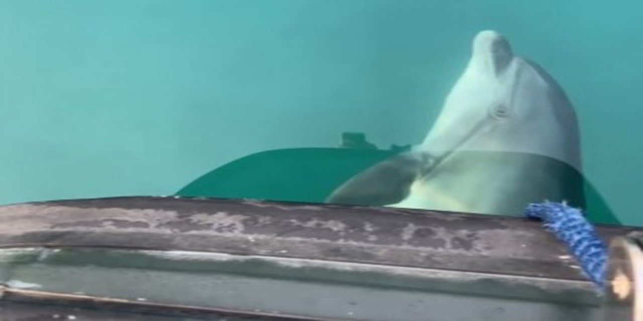 Yunuslardan, koruma ekibine teşekkür gösterisi