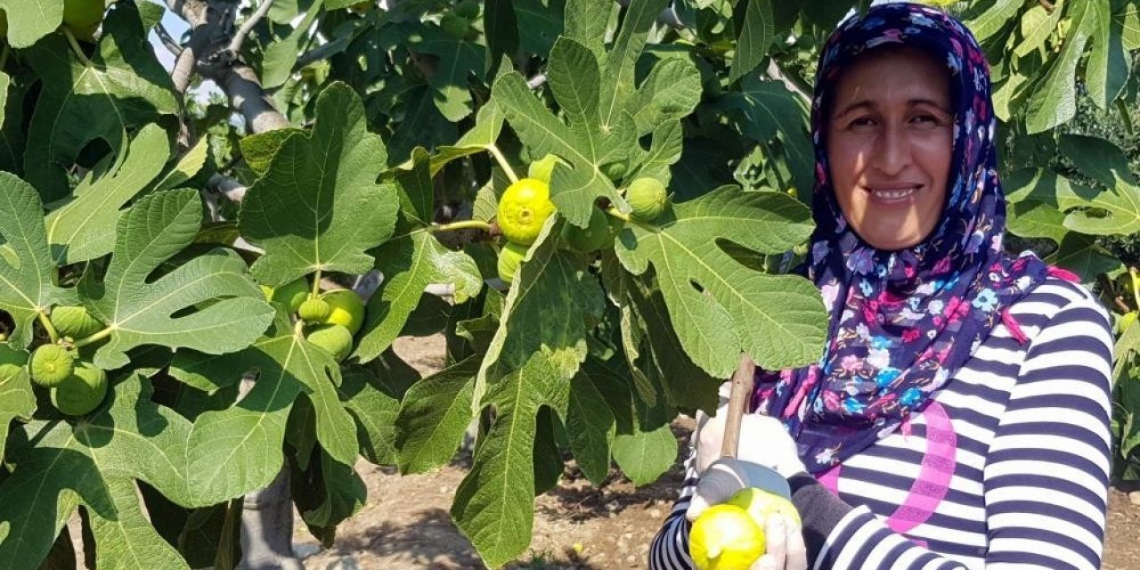 Günlerdir poyraz beklenen Aydın’da inciri deniz yeli vurdu