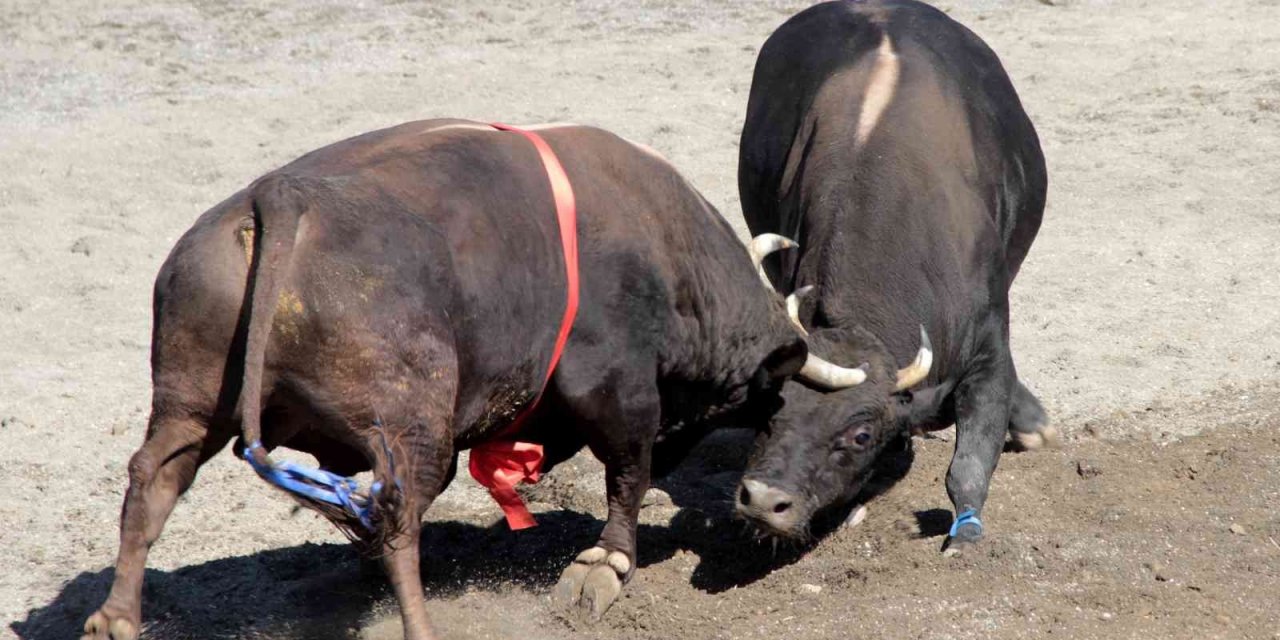 Türkiye’nin en güçlü boğaları Denizli’de arenaya çıkıyor