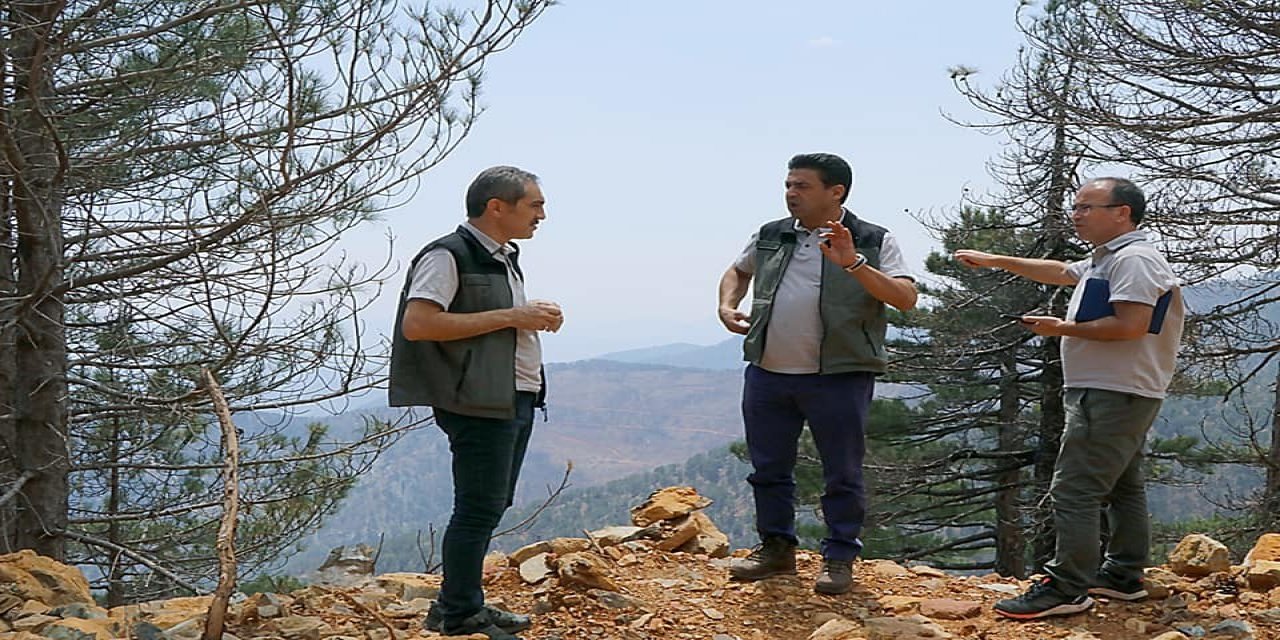 Köyceğiz’de yanan ormanlarda yaralar sarılıyor