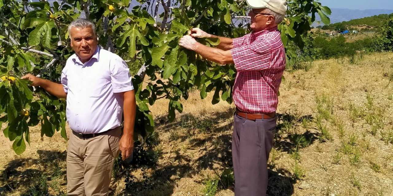 Yağışlar incirdeki kalite kaybını etkileyecek