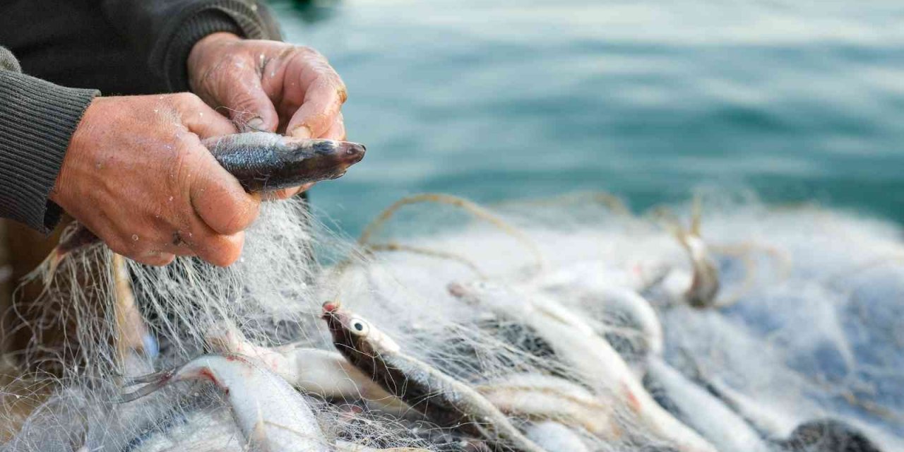 Türkiye’nin su ürünleri ihracatının zirvesinde Muğla ve İzmir var