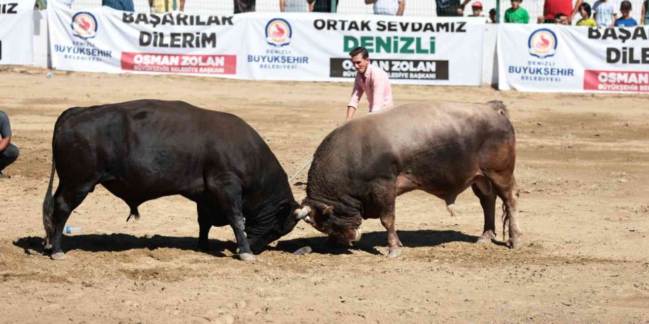 On binlerce Denizlili boğa güreşinin heyecanını yaşadı