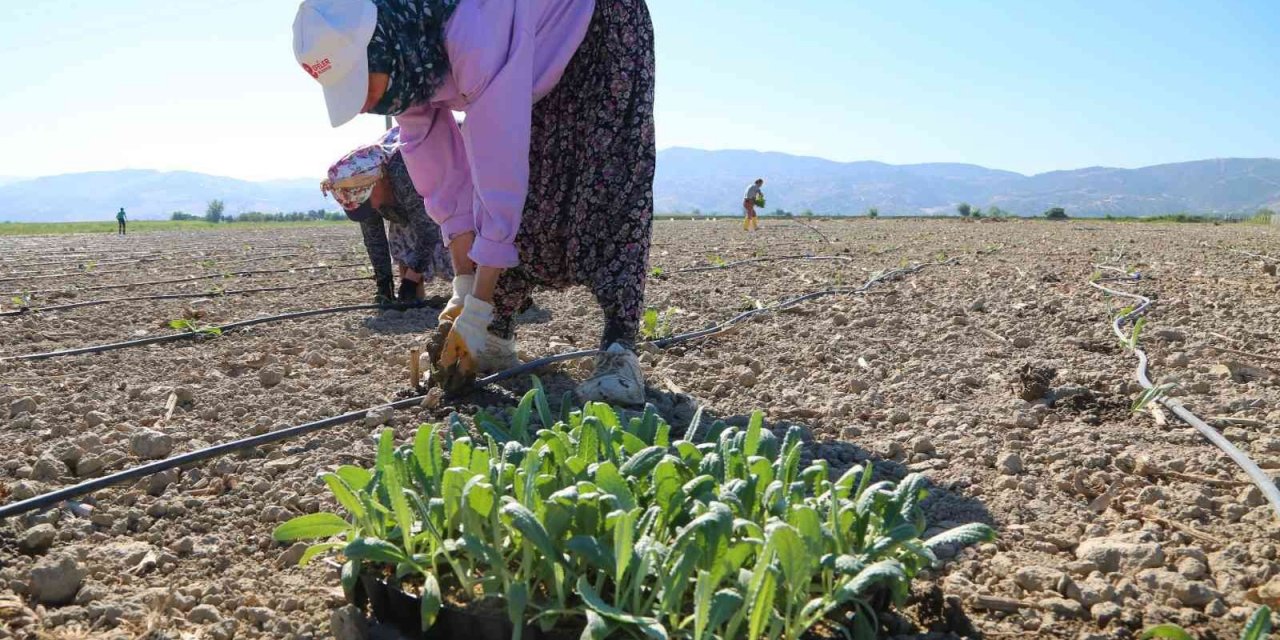 Efeler’in enginarları toprakla buluştu