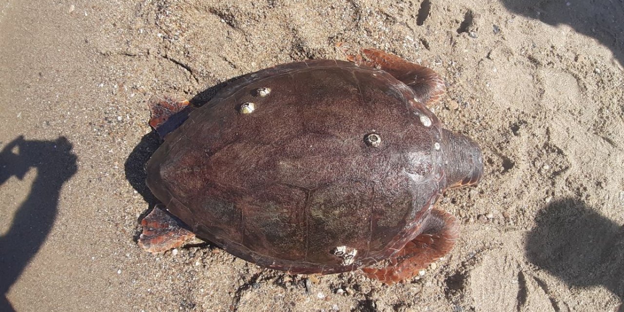 Kuşadası sahilinde ölü caretta caretta bulundu