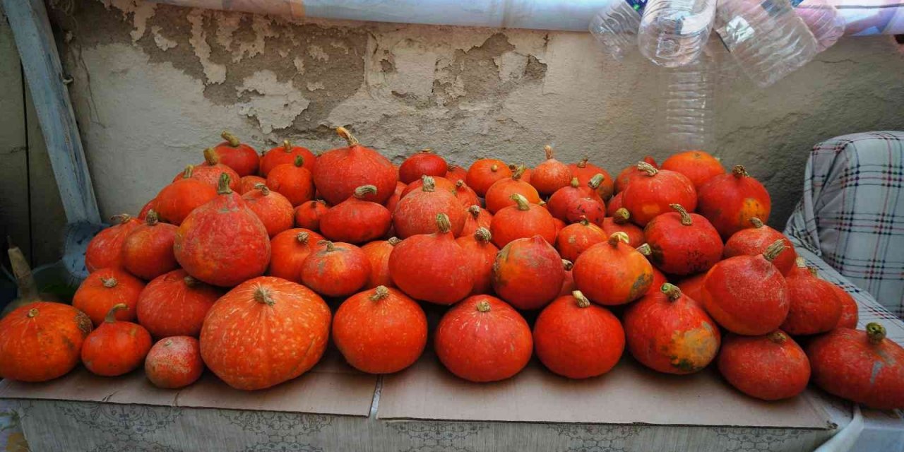 Sarıgöl’de ilk kez Japon kabağı yetiştirdi