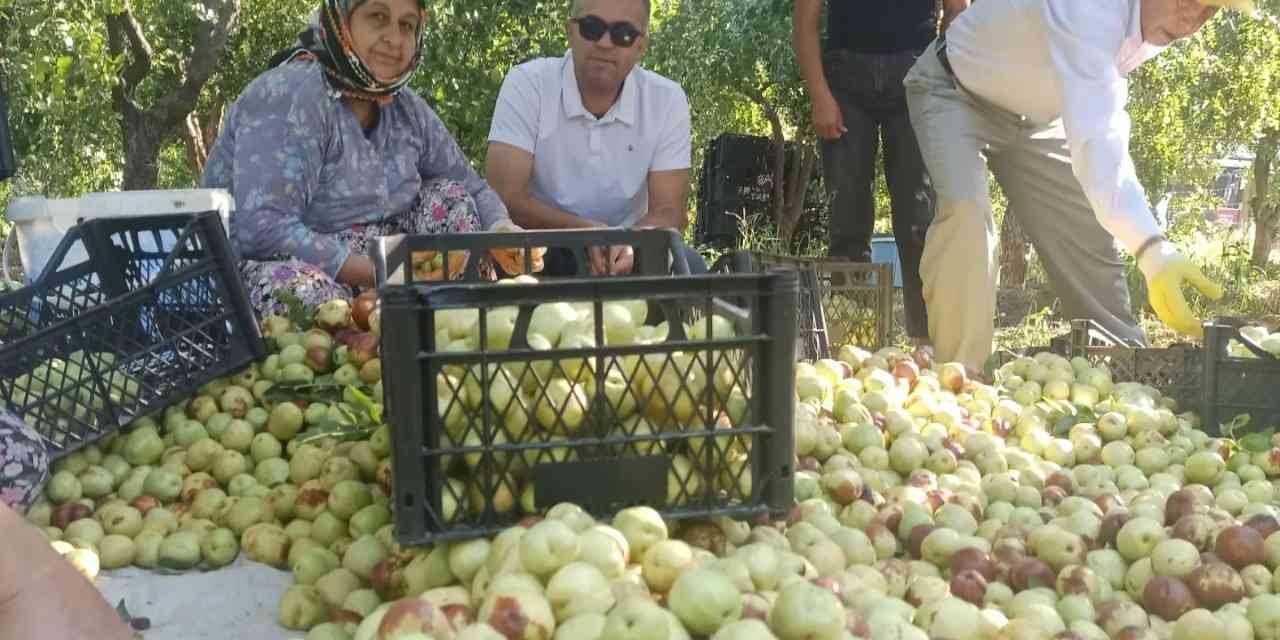 Efeler’in tek kapama hünnap bahçesinde hasat heyecanı