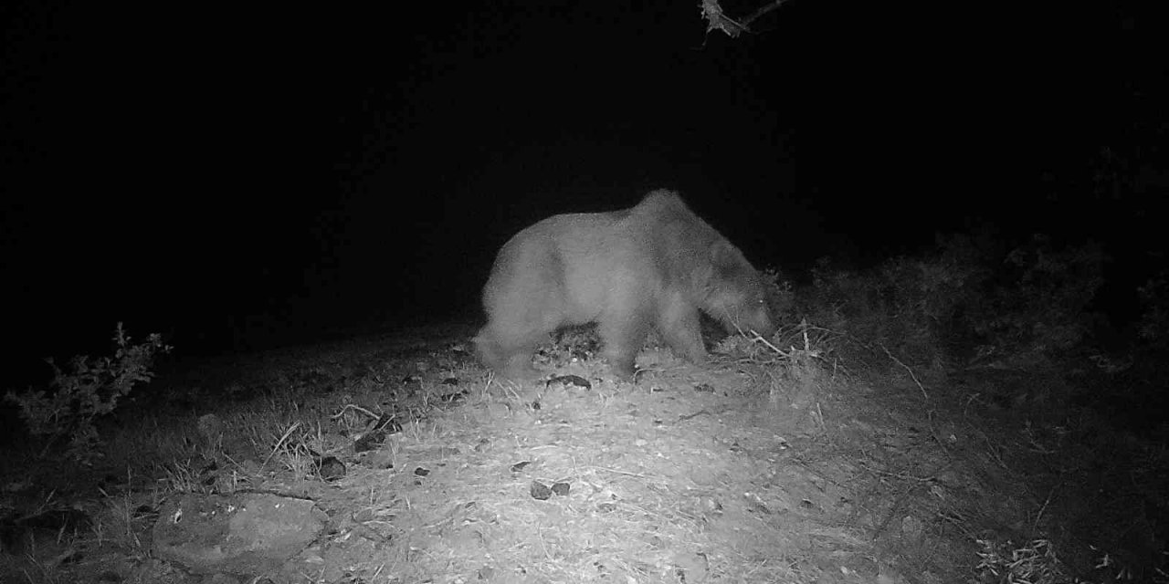 Muğla Köyceğiz’de videokapanla ilk defa bozayı görüntülendi