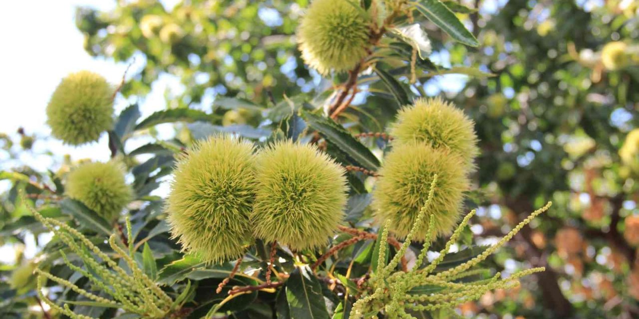 Kestane üreticisi umutlu