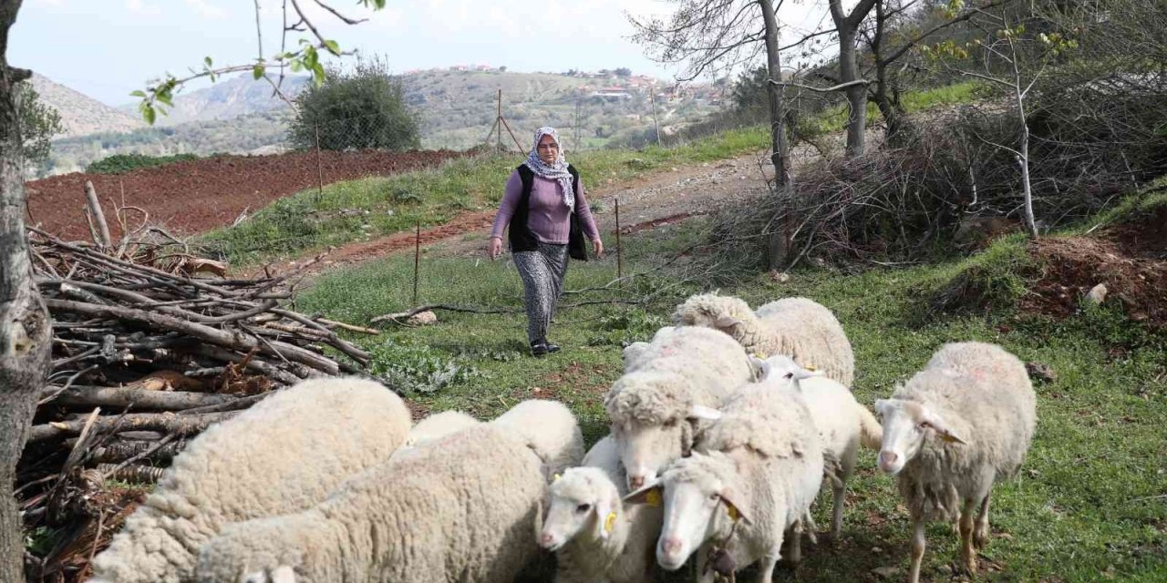 Merkezefendi’de küçükbaş hayvan desteği kayıtları başlıyor