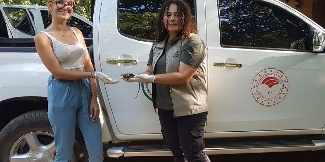 Karayolunda bulunan bukalemun tedavi altına alındı