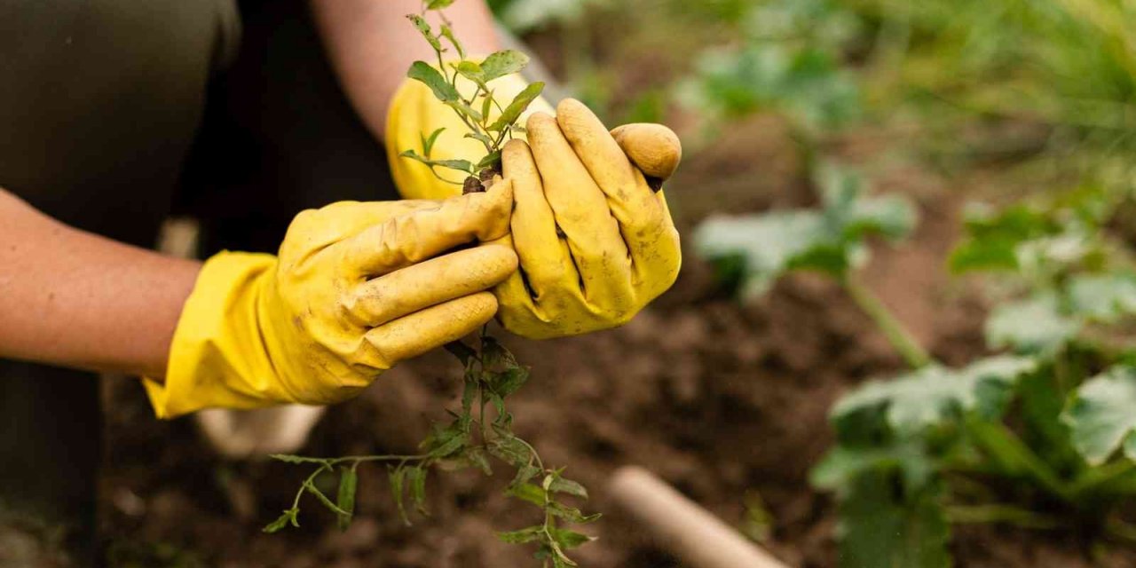 Hobi bahçesi başvuruları başlıyor