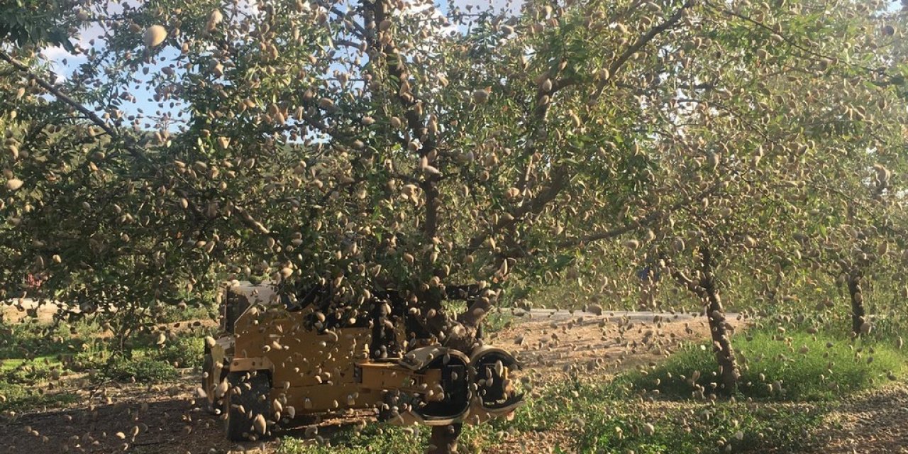 Salihli’de badem hasadı başladı