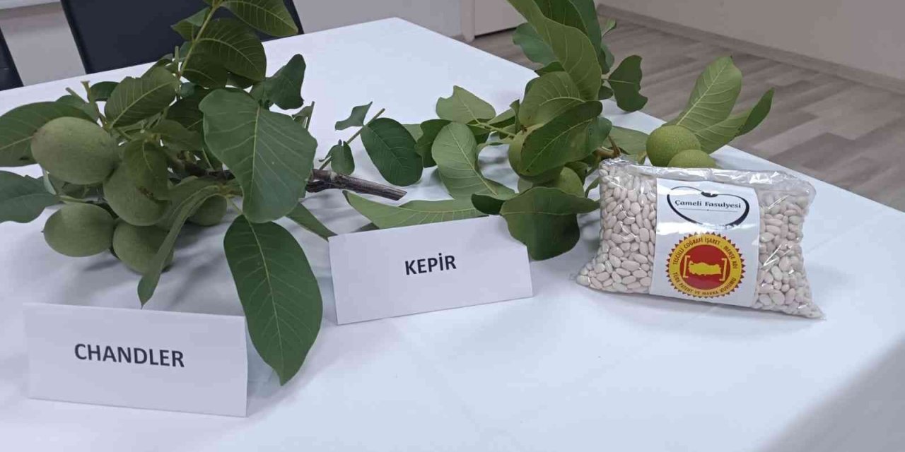 Çameli’nde ceviz ve fasulye fiyatları belli oldu