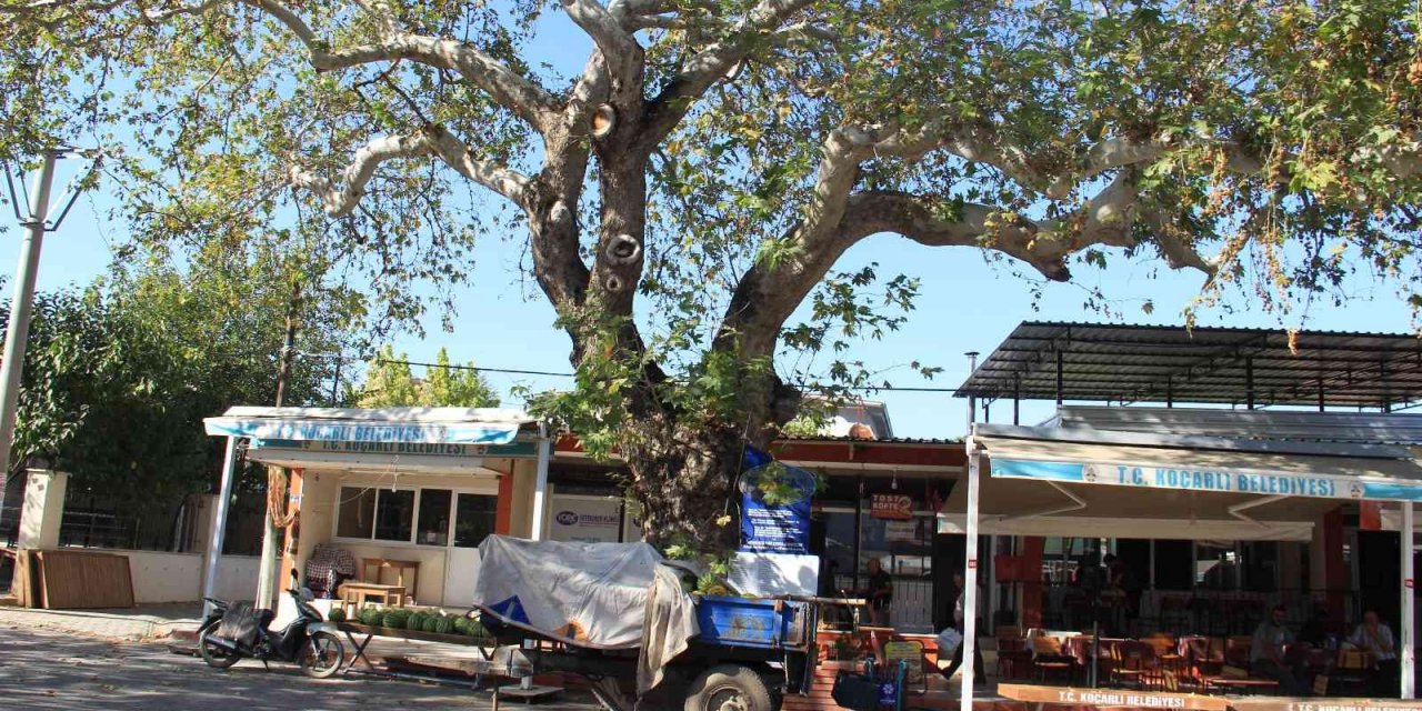 Merhum Başbakan Menderes, köyünde unutuldu