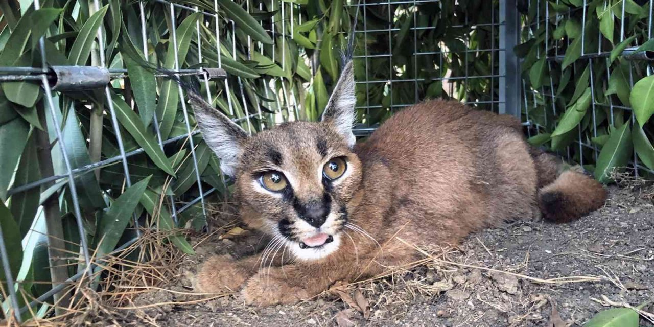 Yangından kurtulan yavru karakulak Marmaris-Datça arasında bulundu