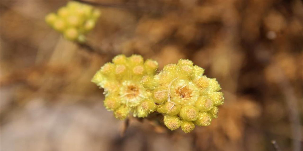 Dünyada sadece 11 adet kaldı