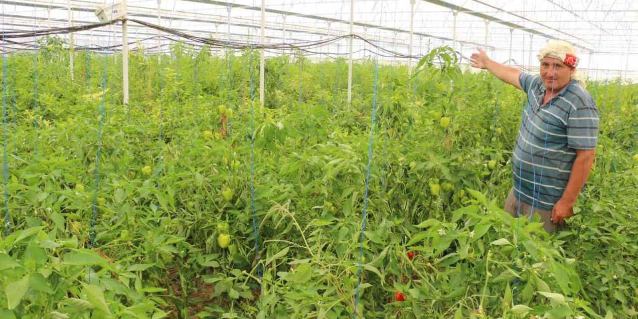 Üzümün başkentinde biber hasadı başladı