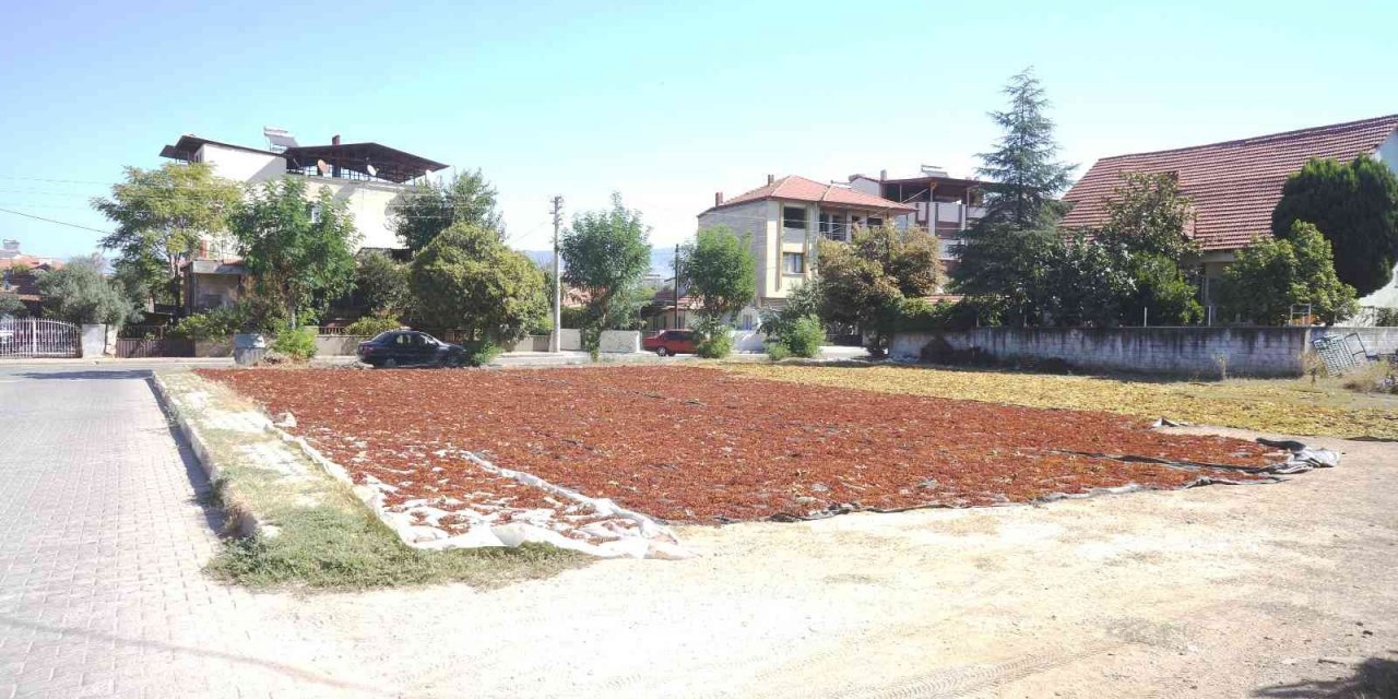 Sarıgöl’de üzüm sergi alanları şehre taştı