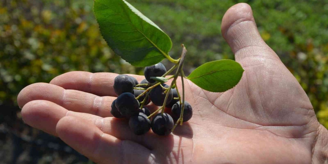 Köyceğiz’de Aronya hasadı gerçekleşti