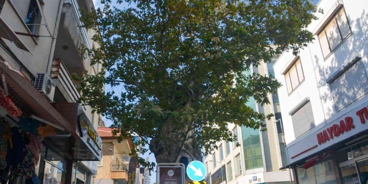 500 yaşındaki anıt ağaç kimliklendirildi