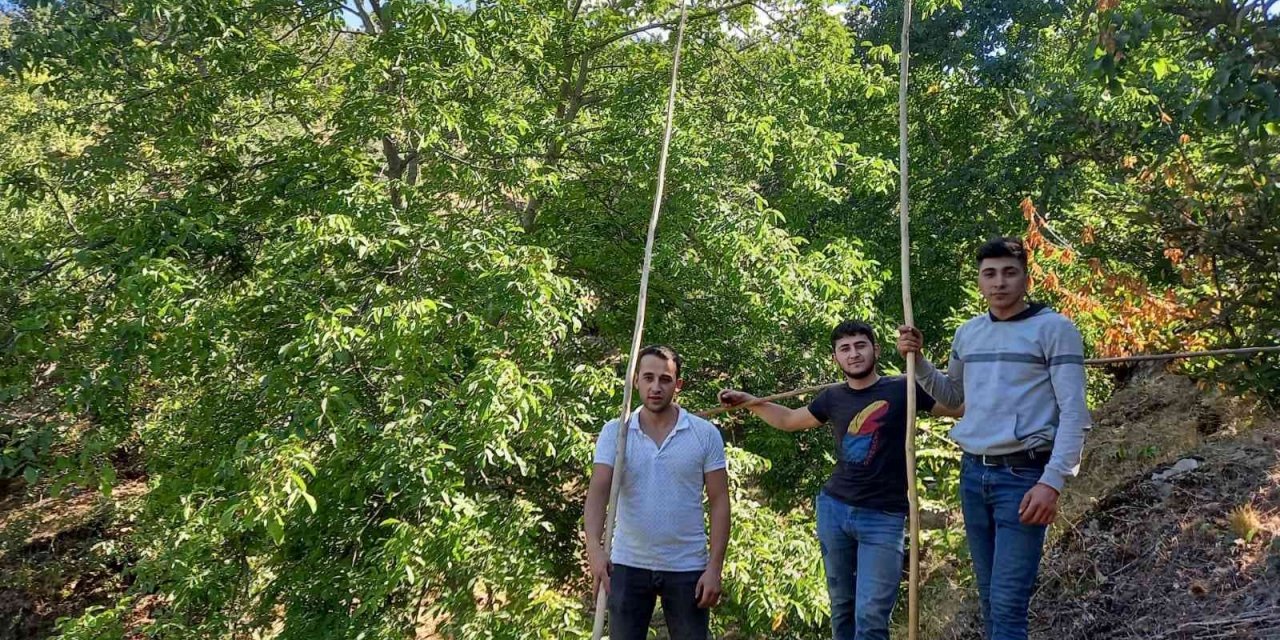 Ege’de ceviz hasadı başladı