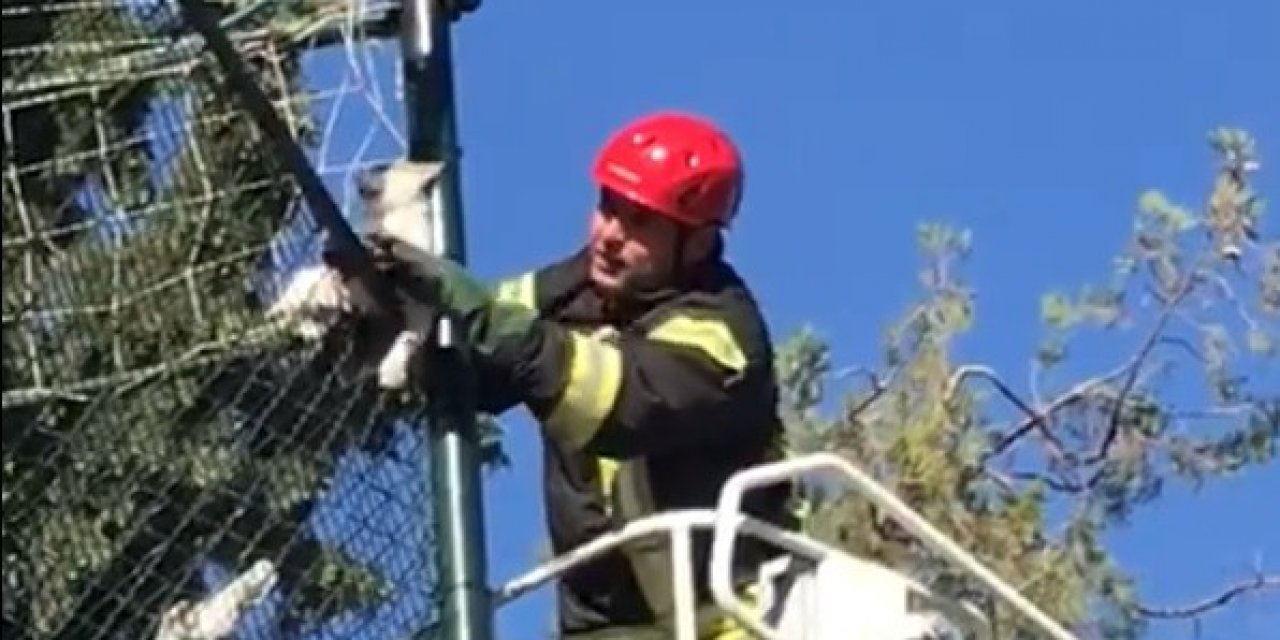 Halı saha filelerine takılan kediyi itfaiye kurtardı