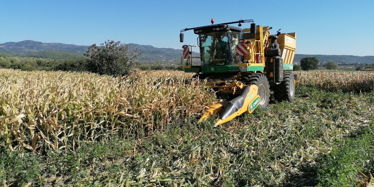 İlk kez ekildi, dekar başına 10 bin 500 TL gelir bekleniyor