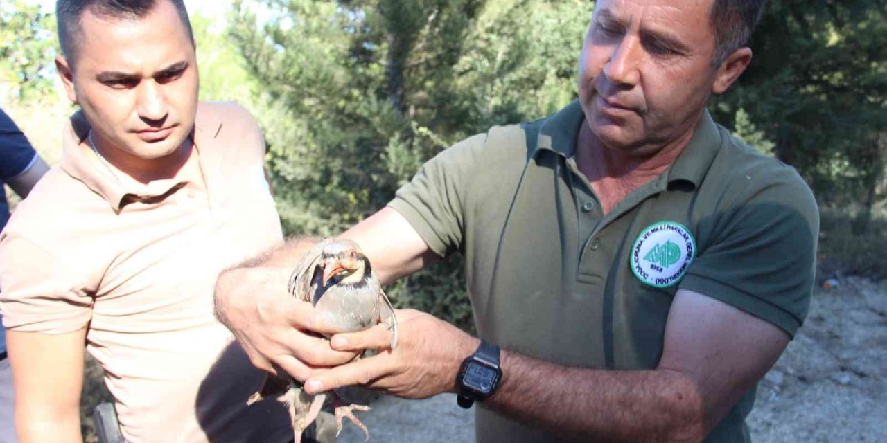 Aydın’da 575 keklik doğaya salındı