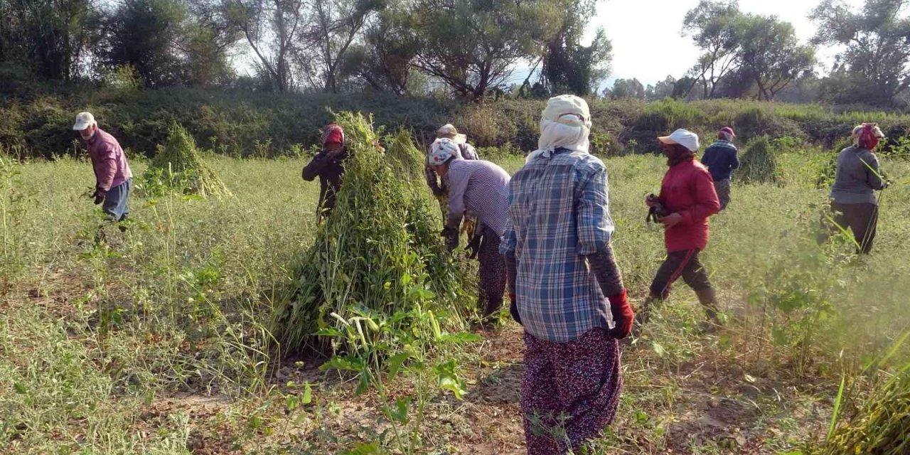 Altın susamda işçi tehlikesi