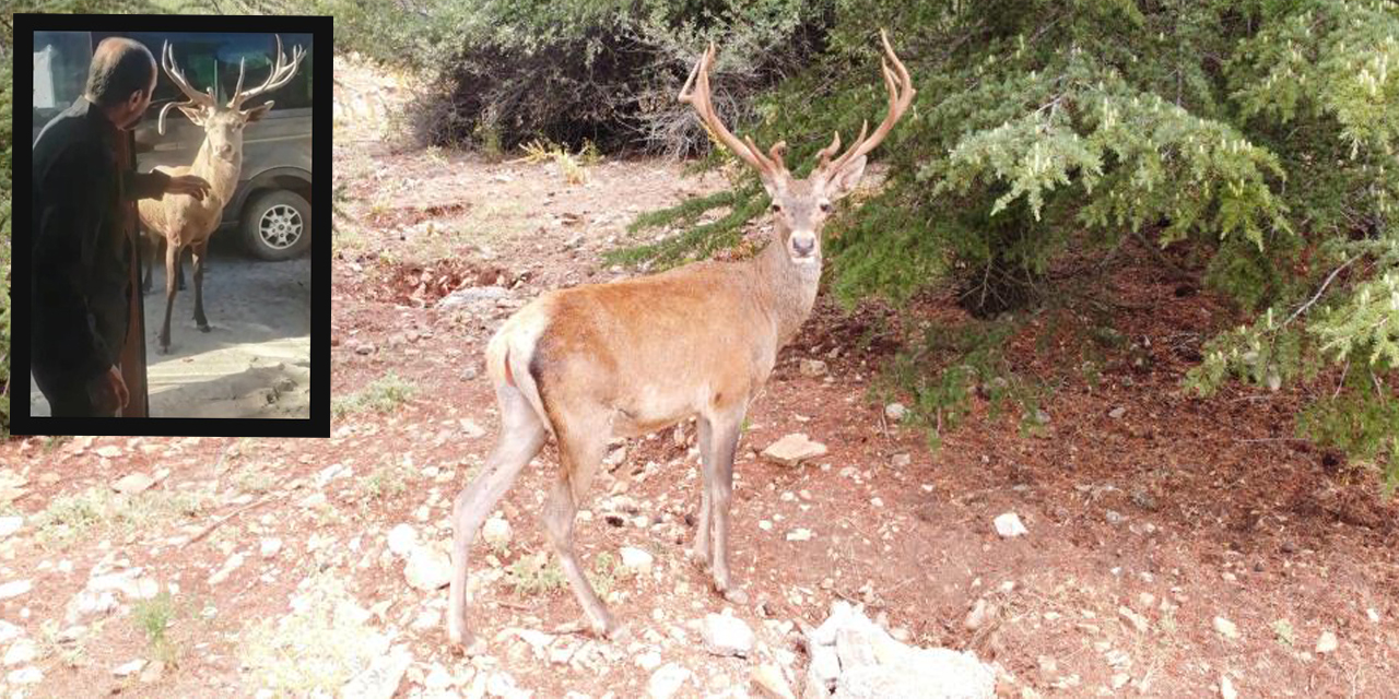 Restoran şefinin geyikle muhabbeti güldürdü