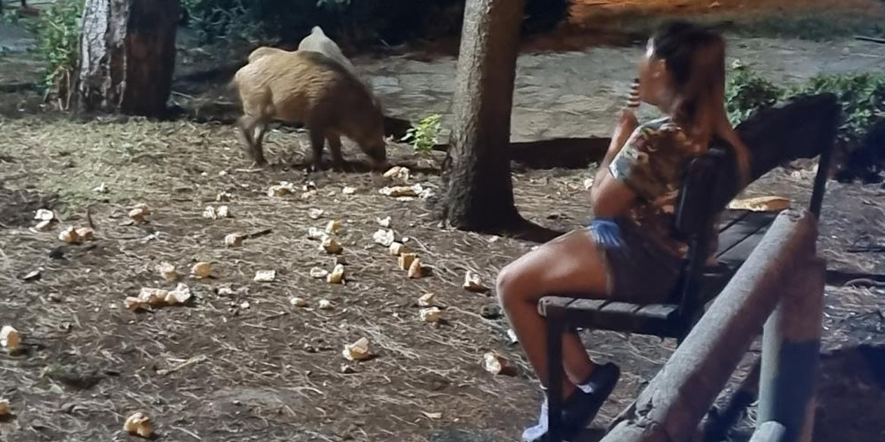 Domuzlar yemeklerini yesin diye bankta onları bekledi