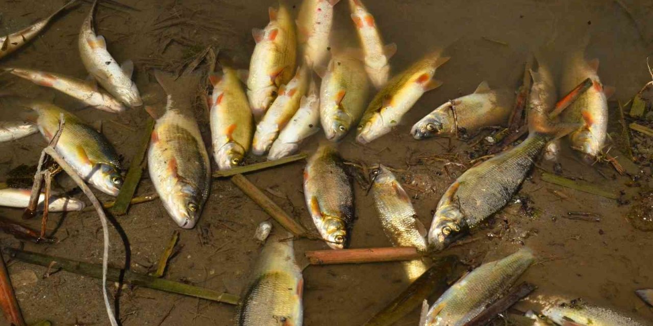 Menderes Nehri’ndeki balık ölümleri korkutuyor