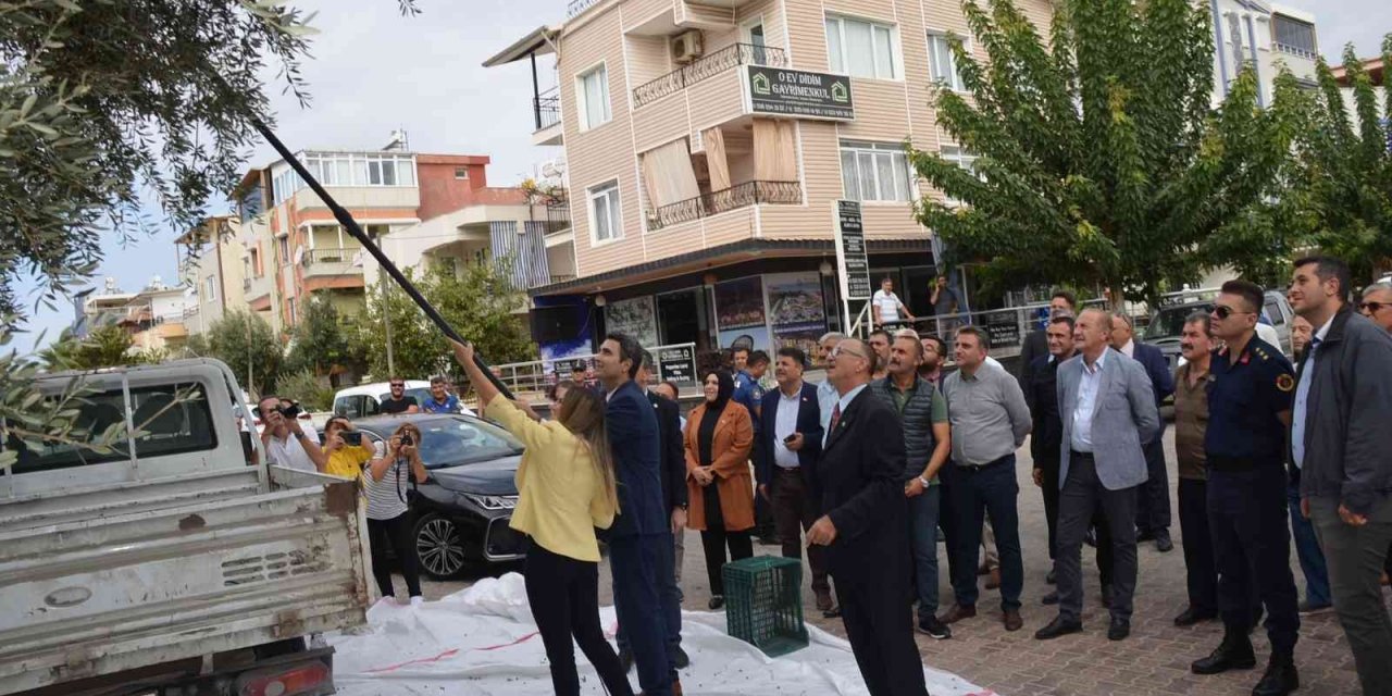 Didim’deki anıt ağaçlarda zeytin hasadı yapıldı