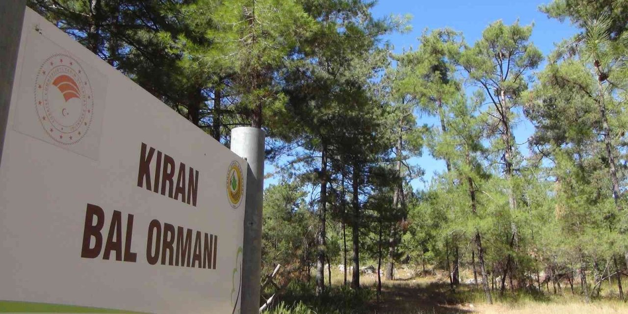 Çam balında tehlike çanları