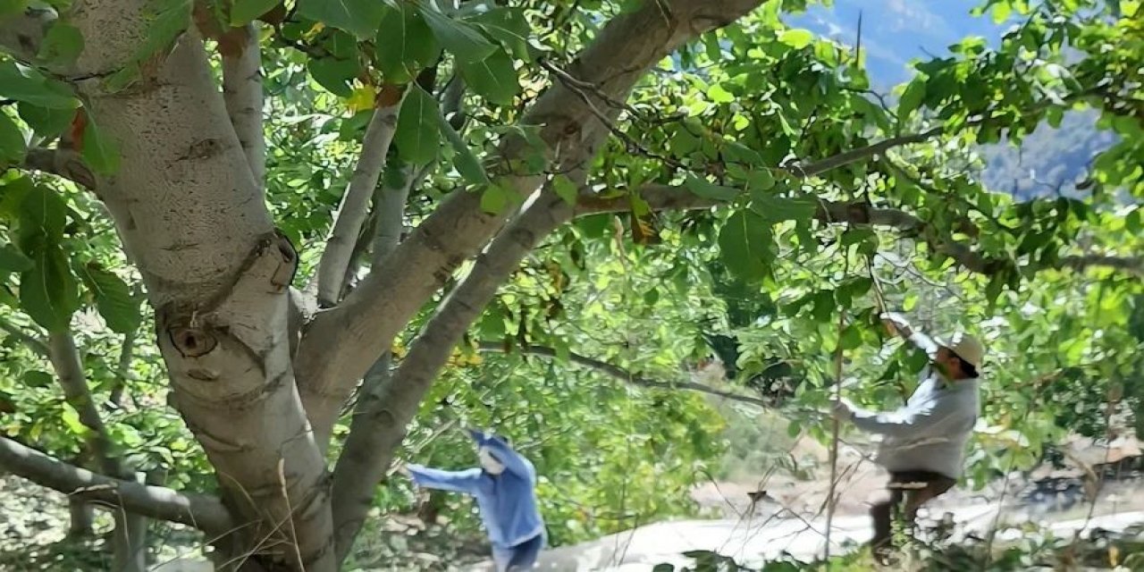 Köşk’te ceviz hasadı başladı