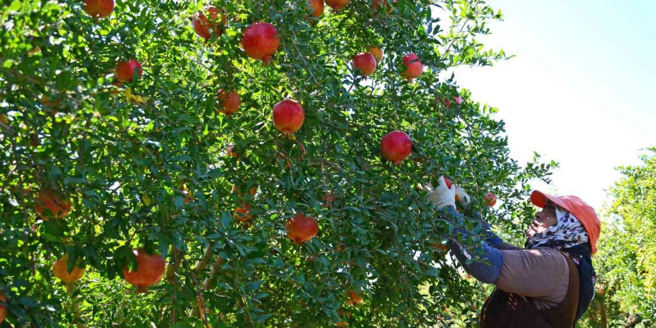 Denizli’den Avrupa, Rusya ve Kanada’ya nar ihracatı başladı
