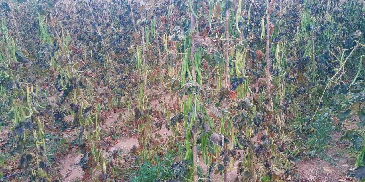 Yayla fasulyesine kırağı vurdu