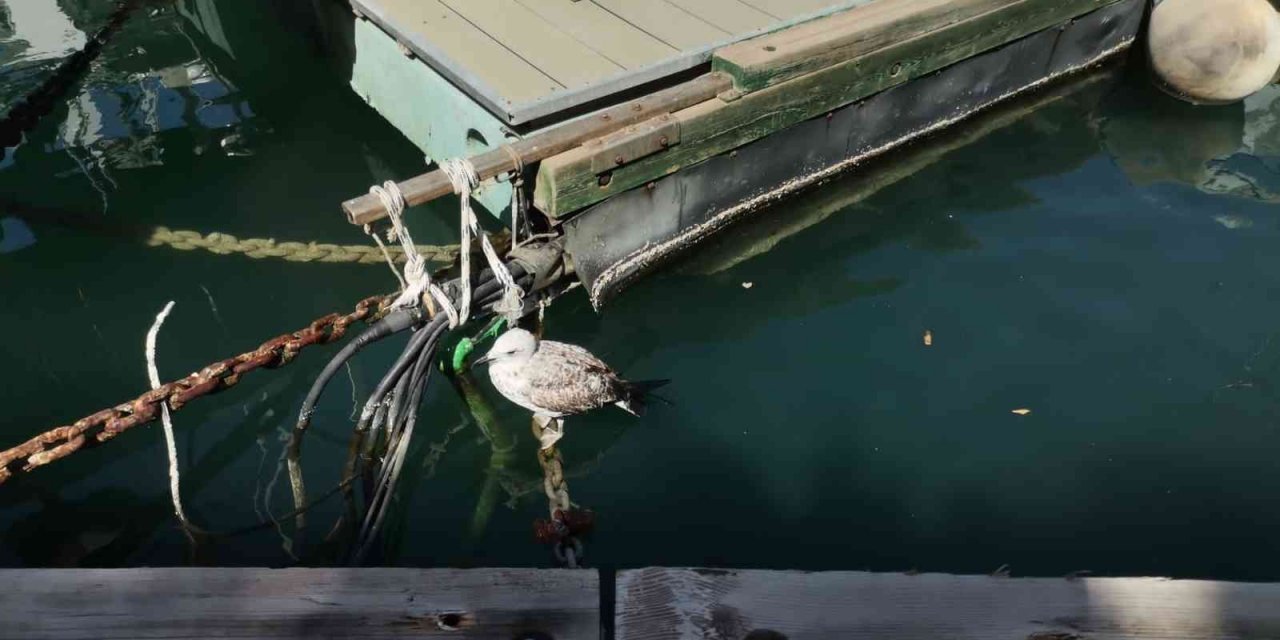 Yaralı martı için seferber oldular